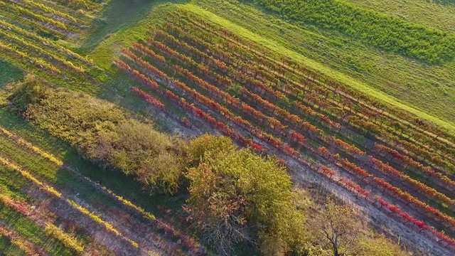 Aerial drone view of colorful vineyards fields from above during sunset in autumn.
