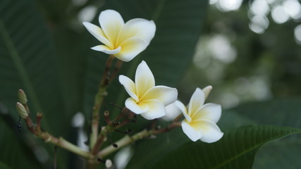 beautiful plumeria with white flowers
