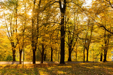 Autumn, Fall scene. Beautiful Autumnal park with pathway. Beauty nature scene.