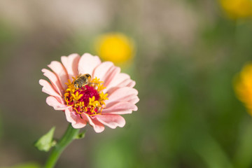 bee on flower
