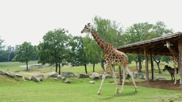 SAFARI PARK POMBIA, ITALY - JULY 7, 2018: curious giraffes in the SAFARI zoo. Travel in the car. giraffes walking through the green park, chewing.