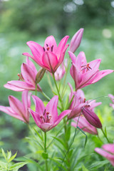 Obraz na płótnie Canvas pink flowers in the garden