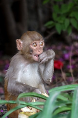 Baby monkey biting its hand
