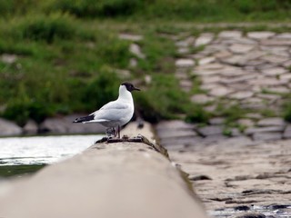 Sehnsucht color farbig