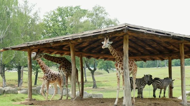 SAFARI PARK POMBIA, ITALY - JULY 7, 2018: curious giraffes in the SAFARI zoo. Travel in the car. giraffes walking through the green park, chewing. in the background are zebras