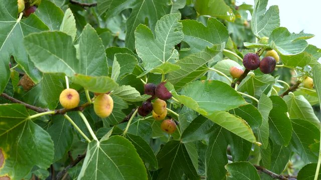 Ripening fruits of figs on the Ficus carica tree. Rainy weather.