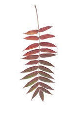 red and multicolor leaves of sumac tree at autumn