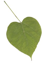 green leaves of Catalpa erubences tree