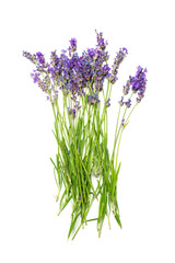 Obraz premium Kwiaty lawendy na białym tle