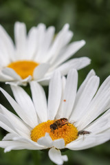 Obraz premium Bee in a white flower