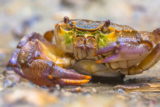 Close up of European freshwater crab