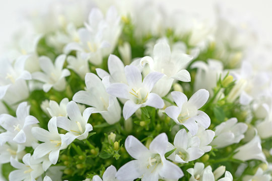 Weiße Zwergglockenblumen, Campanula