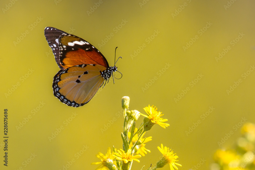 Wall mural Flying Plain tiger butterfly