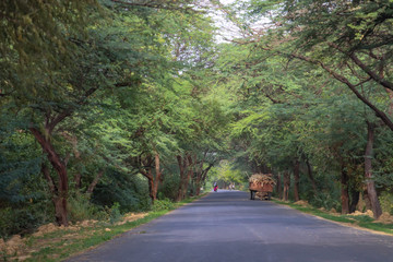 Asphalt road covered with trees