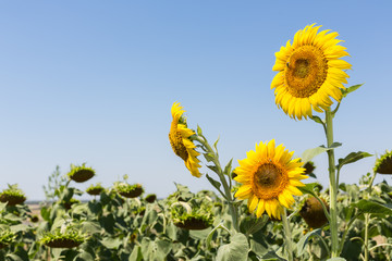 Sunflower natural background.