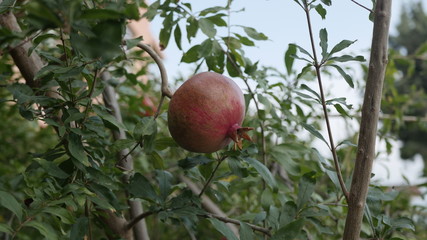 pomegranate fruit on the tree