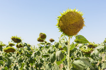 big ripe sunflower sticks out of a sunflower field