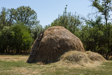Autumn. Hay dried and assembled in stack. Traditional method of rick, make into stacks Northern Russian peasants, fencing from wild ungulates.
