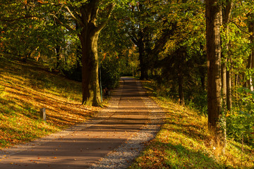 Beautiful autumn landscape with yellow trees,green and sun. Colorful foliage in the park. Falling leaves natural background