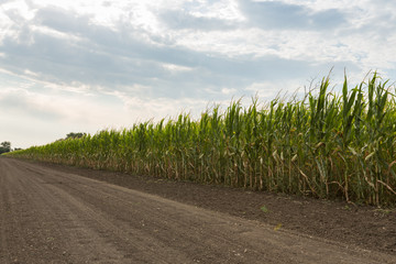 A green field of corn growing up