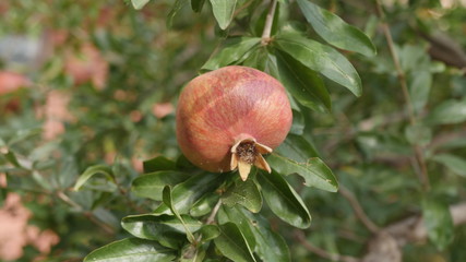 pomegranate fruit on the tree