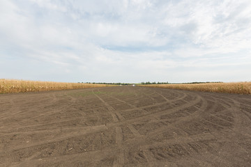 Obraz premium Field corn in the field with blue sky on display for field testing