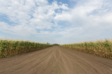 Field corn in the field with blue sky on display for field testing