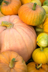 Photo from top of harvest of orange pumpkins