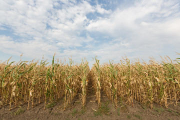 Field corn in the field with blue sky on display for field testing