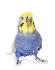 Budgerigar in studio
