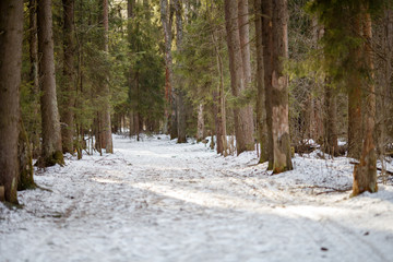 Image of snow trail and trees in forest