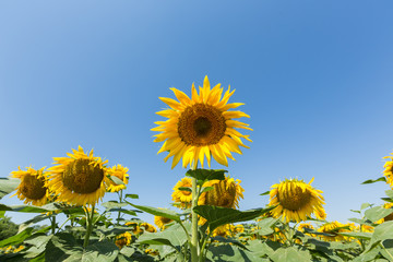 Sunflower natural background.