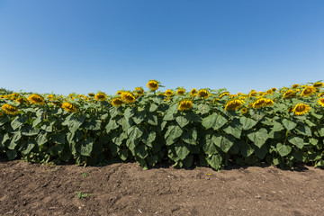 Fototapeta na wymiar field of blooming sunflowers on a background of blue sky