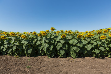 field of blooming sunflowers on a background of blue sky