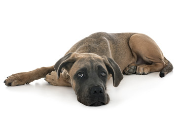 puppy italian mastiff