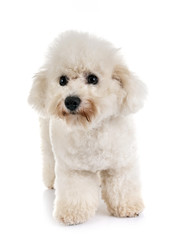 maltese dog in studio