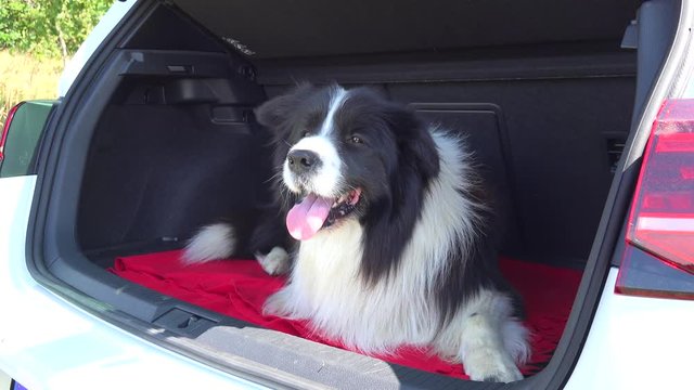 A Border Collie jumps into a car trunk and lies down - closeup