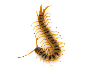 Scolopendra in studio