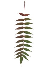 red and multicolor leaves of sumac tree at autumn