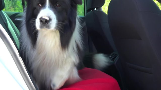 A Border Collie jumps into a car back seat and lies down - closeup