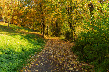 Beautiful autumn landscape with yellow trees,green and sun. Colorful foliage in the park. Falling leaves natural background