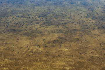 Мелкая рыба в речной воде