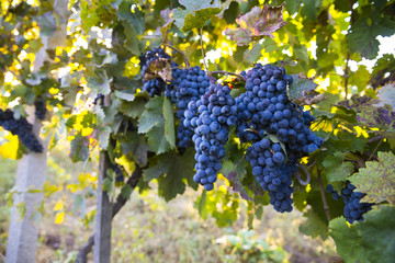Vineyards at sunset in autumn harvest. Ripe grapes in fall.