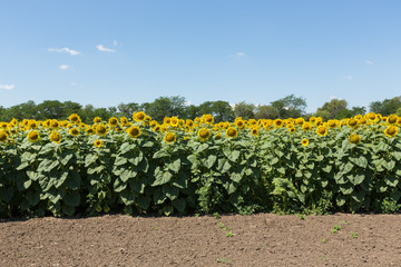 sunflower field in an agricultural landscape