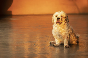 little dog sitting on cement floor with the colorful of the evening light