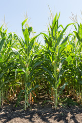 A green field of corn growing up