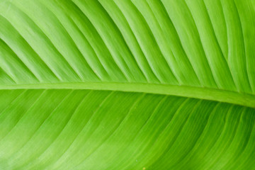 Green leaves for background.