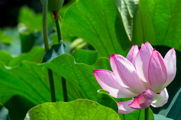 Fototapeta premium Lotus Flower.The back is the lotus leaf.Shooting location is Yokohama, Kanagawa Prefecture Japan.