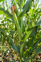 Corn farm. A selective focus picture of corn cob in organic corn field