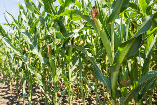 Corn farm. A selective focus picture of corn cob in organic corn field